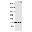 IL4 Antibody