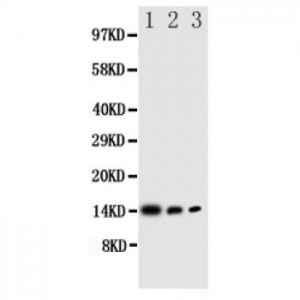 IL4 Antibody