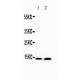 INSL3 Antibody