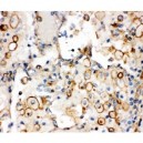 Integrin alpha 1 Antibody