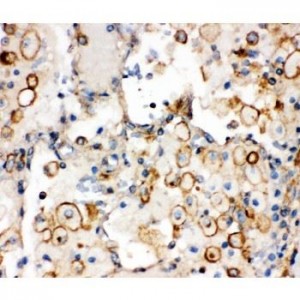 Integrin alpha 1 Antibody