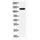 Integrin alpha 3 Antibody