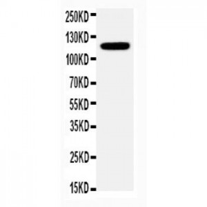 Integrin alpha 3 Antibody