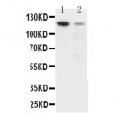 Integrin alpha 3 Antibody