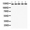 Integrin alpha 6 Antibody