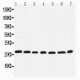 integrin beta 4 binding protein Antibody