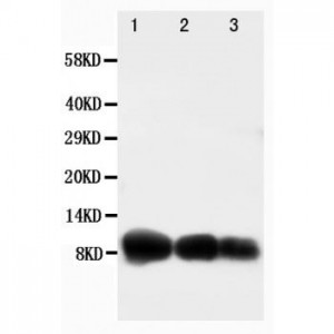 IP10 Antibody