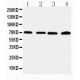 IRAK2 Antibody