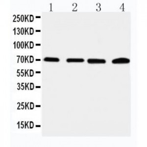 IRAK2 Antibody