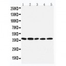 IRF1 Antibody