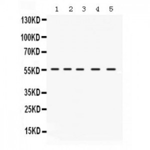 IRF5  Antibody