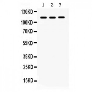 ITGA2B  Antibody