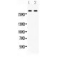 ITPR3  Antibody