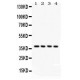 JAB1  Antibody