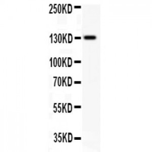 JAK2 Antibody