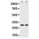 Kallikrein 1 Antibody