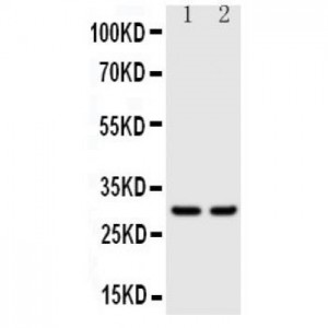 Kallikrein 1 Antibody