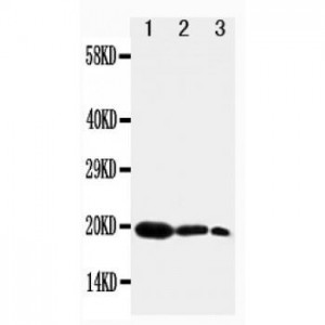 KGF Antibody