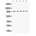 Kininogen 1  Antibody