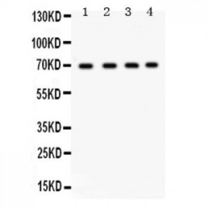 Ku70  Antibody