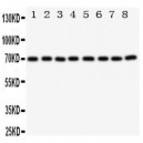 Ku70 Antibody