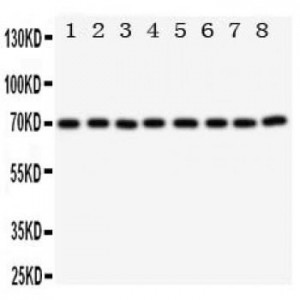 Ku70 Antibody