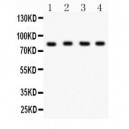 Ku80  Antibody