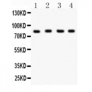 Ku80  Antibody