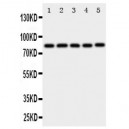 Ku80 Antibody