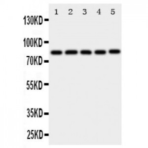 Ku80 Antibody