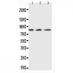 Ku80 Antibody