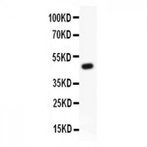 Kv2.1  Antibody