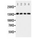 LAMC2 Antibody