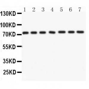 Lamin A/C  Antibody