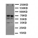 Lamin A/C Antibody