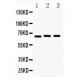 Lamin B1  Antibody