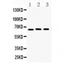 Lamin B1  Antibody