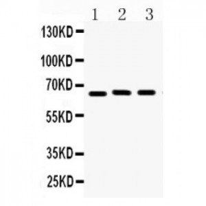 Lamin B1  Antibody