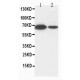 Lamin B1 Antibody