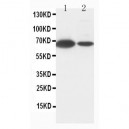 Lamin B1 Antibody