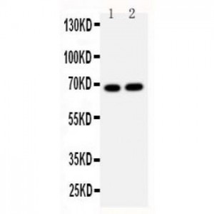 Lamin B2 Antibody