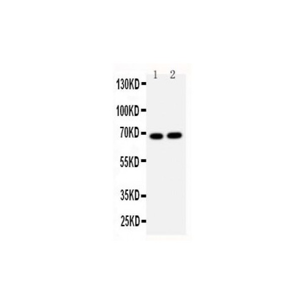 Lamin B2 Antibody Novatein Biosciences