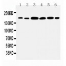 Laminin gamma 1 Antibody