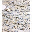 LAT Antibody