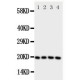 LCN1 Antibody