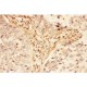 LIF  Antibody