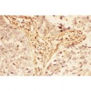 LIF  Antibody