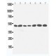 LKB1 Antibody
