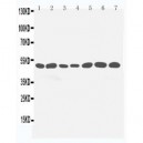 LKB1 Antibody