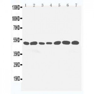 LKB1 Antibody